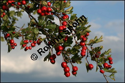 Eingriffeliger Weidorn, Crataegus monogyna, Rosaceae, Crataegus monogyna, Eingriffeliger Weidorn, fruchtend Kauf von 00523crataegus_monogynaimg_4061.jpg