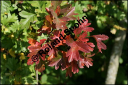 Eingriffeliger Weißdorn, Crataegus monogyna, Rosaceae, Crataegus monogyna, Eingriffeliger Weißdorn, fruchtend Kauf von 00523crataegus_monogynaimg_4140.jpg