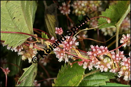 Nessel-Seide, Cuscuta europaea, Cuscutaceae, Cuscuta europaea, Nessel-Seide, Europäischer Teufelszwirn, Blühend Kauf von 00531cuscuta_europaeaimg_3153.jpg