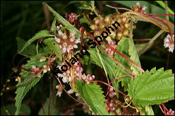 Nessel-Seide, Cuscuta europaea, Cuscutaceae, Cuscuta europaea, Nessel-Seide, Europäischer Teufelszwirn, Blühend Kauf von 00531cuscuta_europaeaimg_3154.jpg