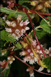 Nessel-Seide, Cuscuta europaea, Cuscutaceae, Cuscuta europaea, Nessel-Seide, Europäischer Teufelszwirn, Blühend Kauf von 00531cuscuta_europaeaimg_3155.jpg