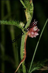 Nessel-Seide, Cuscuta europaea, Cuscutaceae, Cuscuta europaea, Nessel-Seide, Europischer Teufelszwirn, Blhend Kauf von 00531cuscuta_europaeaimg_3157.jpg