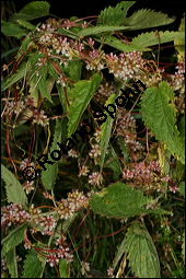 Nessel-Seide, Cuscuta europaea, Cuscutaceae, Cuscuta europaea, Nessel-Seide, Europäischer Teufelszwirn, Blühend Kauf von 00531cuscuta_europaeaimg_3158.jpg