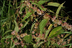 Nessel-Seide, Cuscuta europaea, Cuscutaceae, Cuscuta europaea, Nessel-Seide, Europäischer Teufelszwirn, Blühend Kauf von 00531cuscuta_europaeaimg_3159.jpg