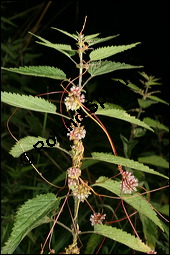 Nessel-Seide, Cuscuta europaea, Cuscutaceae, Cuscuta europaea, Nessel-Seide, Europäischer Teufelszwirn, Blühend Kauf von 00531cuscuta_europaeaimg_3160.jpg