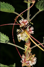 Nessel-Seide, Cuscuta europaea, Cuscutaceae, Cuscuta europaea, Nessel-Seide, Europäischer Teufelszwirn, Blühend Kauf von 00531cuscuta_europaeaimg_3161.jpg