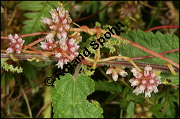 Nessel-Seide, Cuscuta europaea, Cuscutaceae, Cuscuta europaea, Nessel-Seide, Europäischer Teufelszwirn, Blühend Kauf von 00531cuscuta_europaeaimg_3162.jpg