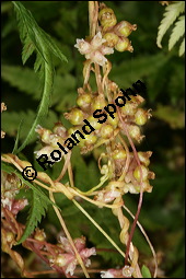 Nessel-Seide, Cuscuta europaea, Cuscutaceae, Cuscuta europaea, Nessel-Seide, Europäischer Teufelszwirn, Blühend Kauf von 00531cuscuta_europaeaimg_3163.jpg