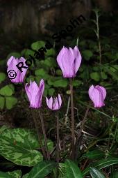 Europäisches Alpenveilchen, Cyclamen purpurascens, Primulaceae, Cyclamen purpurascens, Cyclamen europaeum, Europäisches Alpenveilchen, Habitus blühend Kauf von 00532_cyclamen_purpurascens_dsc_3192.jpg