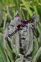 Gewöhnliche Hundszunge, Gebräuchliche Hundszunge, Cynoglossum officinale, Boraginaceae, Cynoglossum officinale, Gewöhnliche Hundszunge, Gebräuchliche Hundszunge, Blühend Kauf von 00534_cynoglossum_officinale_dsc_3796.jpg