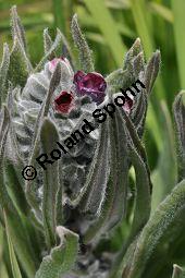 Gewöhnliche Hundszunge, Gebräuchliche Hundszunge, Cynoglossum officinale, Boraginaceae, Cynoglossum officinale, Gewöhnliche Hundszunge, Gebräuchliche Hundszunge, Blühend Kauf von 00534_cynoglossum_officinale_dsc_3797.jpg