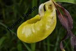 Gelber Frauenschuh, Marien-Frauenschuh, Cypripedium calceolus, Cypripedium calceolus, Calceolus marianus, Calceolus alternifolius, Gelber Frauenschuh, Marien-Frauenschuh, Orchidaceae, Blüte Kauf von 00536_cypripedium_calceolus_dsc_0978.jpg