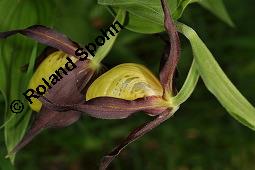 Gelber Frauenschuh, Marien-Frauenschuh, Cypripedium calceolus, Cypripedium calceolus, Calceolus marianus, Calceolus alternifolius, Gelber Frauenschuh, Marien-Frauenschuh, Orchidaceae, Blüte Kauf von 00536_cypripedium_calceolus_dsc_0979.jpg