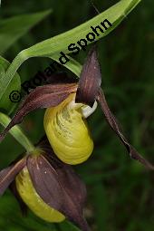 Gelber Frauenschuh, Marien-Frauenschuh, Cypripedium calceolus, Cypripedium calceolus, Calceolus marianus, Calceolus alternifolius, Gelber Frauenschuh, Marien-Frauenschuh, Orchidaceae, Blte Kauf von 00536_cypripedium_calceolus_dsc_0980.jpg