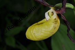 Gelber Frauenschuh, Marien-Frauenschuh, Cypripedium calceolus, Cypripedium calceolus, Calceolus marianus, Calceolus alternifolius, Gelber Frauenschuh, Marien-Frauenschuh, Orchidaceae, Blüte Kauf von 00536_cypripedium_calceolus_dsc_0981.jpg