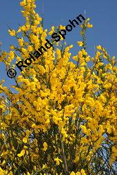 Gewöhnlicher Besenginster, Cytisus scoparius, Sarothamnus scoparius, Genista scoparia, Argyrocytisus scoparius, Cytisus scoparius, Sarothamnus scoparius, Genista scoparia, Argyrocytisus scoparius, Gewöhnlicher Besenginster, Fabaceae, mit Zikade Kauf von 00538_cytisus_scoparius_dsc_0624.jpg