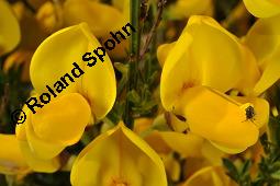 Gewöhnlicher Besenginster, Cytisus scoparius, Sarothamnus scoparius, Genista scoparia, Argyrocytisus scoparius, Cytisus scoparius, Sarothamnus scoparius, Genista scoparia, Argyrocytisus scoparius, Gewöhnlicher Besenginster, Fabaceae, mit Zikade Kauf von 00538_cytisus_scoparius_dsc_0675.jpg