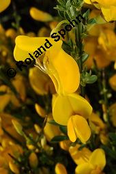 Gewhnlicher Besenginster, Cytisus scoparius, Sarothamnus scoparius, Genista scoparia, Argyrocytisus scoparius, Cytisus scoparius, Sarothamnus scoparius, Genista scoparia, Argyrocytisus scoparius, Gewhnlicher Besenginster, Fabaceae, mit Zikade Kauf von 00538_cytisus_scoparius_dsc_0677.jpg