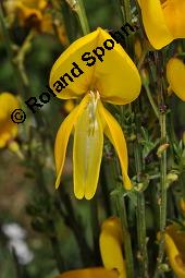 Gewhnlicher Besenginster, Cytisus scoparius, Sarothamnus scoparius, Genista scoparia, Argyrocytisus scoparius, Cytisus scoparius, Sarothamnus scoparius, Genista scoparia, Argyrocytisus scoparius, Gewhnlicher Besenginster, Fabaceae, mit Zikade Kauf von 00538_cytisus_scoparius_dsc_0678.jpg