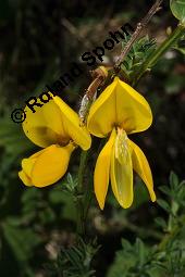 Gewhnlicher Besenginster, Cytisus scoparius, Sarothamnus scoparius, Genista scoparia, Argyrocytisus scoparius, Cytisus scoparius, Sarothamnus scoparius, Genista scoparia, Argyrocytisus scoparius, Gewhnlicher Besenginster, Fabaceae, mit Zikade Kauf von 00538_cytisus_scoparius_dsc_0679.jpg