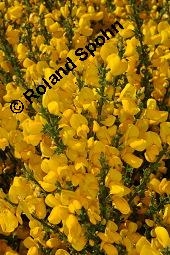 Gewhnlicher Besenginster, Cytisus scoparius, Sarothamnus scoparius, Genista scoparia, Argyrocytisus scoparius, Cytisus scoparius, Sarothamnus scoparius, Genista scoparia, Argyrocytisus scoparius, Gewhnlicher Besenginster, Fabaceae, mit Zikade Kauf von 00538_cytisus_scoparius_dsc_0680.jpg