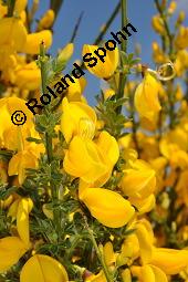 Gewöhnlicher Besenginster, Cytisus scoparius, Sarothamnus scoparius, Genista scoparia, Argyrocytisus scoparius, Cytisus scoparius, Sarothamnus scoparius, Genista scoparia, Argyrocytisus scoparius, Gewöhnlicher Besenginster, Fabaceae, mit Zikade Kauf von 00538_cytisus_scoparius_dsc_0681.jpg