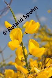 Gewöhnlicher Besenginster, Cytisus scoparius, Sarothamnus scoparius, Genista scoparia, Argyrocytisus scoparius, Cytisus scoparius, Sarothamnus scoparius, Genista scoparia, Argyrocytisus scoparius, Gewöhnlicher Besenginster, Fabaceae, mit Zikade Kauf von 00538_cytisus_scoparius_dsc_0682.jpg