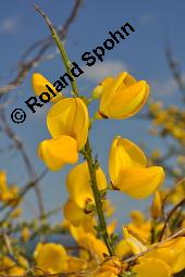 Gewöhnlicher Besenginster, Cytisus scoparius, Sarothamnus scoparius, Genista scoparia, Argyrocytisus scoparius, Cytisus scoparius, Sarothamnus scoparius, Genista scoparia, Argyrocytisus scoparius, Gewöhnlicher Besenginster, Fabaceae, mit Zikade Kauf von 00538_cytisus_scoparius_dsc_0683.jpg