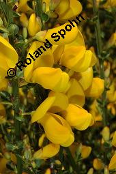 Gewhnlicher Besenginster, Cytisus scoparius, Sarothamnus scoparius, Genista scoparia, Argyrocytisus scoparius, Cytisus scoparius, Sarothamnus scoparius, Genista scoparia, Argyrocytisus scoparius, Gewhnlicher Besenginster, Fabaceae, mit Zikade Kauf von 00538_cytisus_scoparius_dsc_0685.jpg