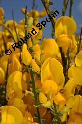 Gewöhnlicher Besenginster, Cytisus scoparius, Sarothamnus scoparius, Genista scoparia, Argyrocytisus scoparius, Cytisus scoparius, Sarothamnus scoparius, Genista scoparia, Argyrocytisus scoparius, Gewöhnlicher Besenginster, Fabaceae, mit Zikade Kauf von 00538_cytisus_scoparius_dsc_0688.jpg