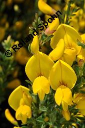 Gewöhnlicher Besenginster, Cytisus scoparius, Sarothamnus scoparius, Genista scoparia, Argyrocytisus scoparius, Cytisus scoparius, Sarothamnus scoparius, Genista scoparia, Argyrocytisus scoparius, Gewöhnlicher Besenginster, Fabaceae, mit Zikade Kauf von 00538_cytisus_scoparius_dsc_0689.jpg