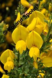 Gewhnlicher Besenginster, Cytisus scoparius, Sarothamnus scoparius, Genista scoparia, Argyrocytisus scoparius, Cytisus scoparius, Sarothamnus scoparius, Genista scoparia, Argyrocytisus scoparius, Gewhnlicher Besenginster, Fabaceae, mit Zikade Kauf von 00538_cytisus_scoparius_dsc_0690.jpg