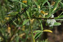 Gewhnlicher Besenginster, Cytisus scoparius, Sarothamnus scoparius, Genista scoparia, Argyrocytisus scoparius, Cytisus scoparius, Sarothamnus scoparius, Genista scoparia, Argyrocytisus scoparius, Gewhnlicher Besenginster, Fabaceae, mit Zikade Kauf von 00538_cytisus_scoparius_dsc_2156.jpg