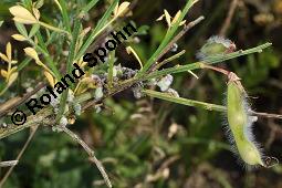 Gewhnlicher Besenginster, Cytisus scoparius, Sarothamnus scoparius, Genista scoparia, Argyrocytisus scoparius, Cytisus scoparius, Sarothamnus scoparius, Genista scoparia, Argyrocytisus scoparius, Gewhnlicher Besenginster, Fabaceae, mit Zikade Kauf von 00538_cytisus_scoparius_dsc_2157.jpg