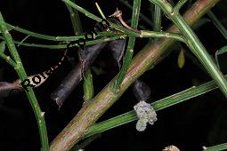 Gewhnlicher Besenginster, Cytisus scoparius, Sarothamnus scoparius, Genista scoparia, Argyrocytisus scoparius, Cytisus scoparius, Sarothamnus scoparius, Genista scoparia, Argyrocytisus scoparius, Gewhnlicher Besenginster, Fabaceae, mit Zikade Kauf von 00538_cytisus_scoparius_dsc_4112.jpg