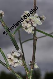 Gewhnlicher Besenginster, Cytisus scoparius, Sarothamnus scoparius, Genista scoparia, Argyrocytisus scoparius, Cytisus scoparius, Sarothamnus scoparius, Genista scoparia, Argyrocytisus scoparius, Gewhnlicher Besenginster, Fabaceae, mit Zikade Kauf von 00538_cytisus_scoparius_dsc_4120.jpg