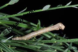 Gewhnlicher Besenginster, Cytisus scoparius, Sarothamnus scoparius, Genista scoparia, Argyrocytisus scoparius, Cytisus scoparius, Sarothamnus scoparius, Genista scoparia, Argyrocytisus scoparius, Gewhnlicher Besenginster, Fabaceae, mit Zikade Kauf von 00538_cytisus_scoparius_dsc_4163.jpg