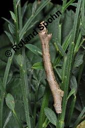 Gewöhnlicher Besenginster, Cytisus scoparius, Sarothamnus scoparius, Genista scoparia, Argyrocytisus scoparius, Cytisus scoparius, Sarothamnus scoparius, Genista scoparia, Argyrocytisus scoparius, Gewöhnlicher Besenginster, Fabaceae, mit Zikade Kauf von 00538_cytisus_scoparius_dsc_4165.jpg