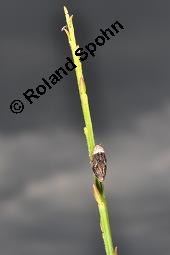 Gewöhnlicher Besenginster, Cytisus scoparius, Sarothamnus scoparius, Genista scoparia, Argyrocytisus scoparius, Cytisus scoparius, Sarothamnus scoparius, Genista scoparia, Argyrocytisus scoparius, Gewöhnlicher Besenginster, Fabaceae, mit Zikade Kauf von 00538_cytisus_scoparius_dsc_4558.jpg