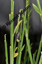 Gewöhnlicher Besenginster, Cytisus scoparius, Sarothamnus scoparius, Genista scoparia, Argyrocytisus scoparius, Cytisus scoparius, Sarothamnus scoparius, Genista scoparia, Argyrocytisus scoparius, Gewöhnlicher Besenginster, Fabaceae, mit Zikade Kauf von 00538_cytisus_scoparius_dsc_4579.jpg