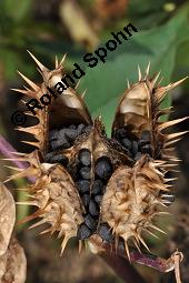 Gewöhnlicher Stechapfel, Datura stramonium, Solanaceae, Datura stramonium, Gewöhnlicher Stechapfel, fruchtend, geöffnete Frucht mit Samen Kauf von 00540_datura_stramonium_dsc_7378.jpg