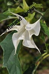 Gewöhnlicher Stechapfel, Datura stramonium, Solanaceae, Datura stramonium, Gewöhnlicher Stechapfel, fruchtend, geöffnete Frucht mit Samen Kauf von 00540_datura_stramonium_dsc_7449.jpg