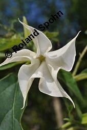 Gewöhnlicher Stechapfel, Datura stramonium, Solanaceae, Datura stramonium, Gewöhnlicher Stechapfel, fruchtend, geöffnete Frucht mit Samen Kauf von 00540_datura_stramonium_dsc_7450.jpg