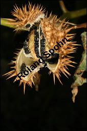 Gewöhnlicher Stechapfel, Datura stramonium, Solanaceae, Datura stramonium, Gewöhnlicher Stechapfel, fruchtend, geöffnete Frucht mit Samen Kauf von 00540datura_stramoniumimg_4562.jpg