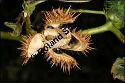 Gewöhnlicher Stechapfel, Datura stramonium, Solanaceae, Datura stramonium, Gewöhnlicher Stechapfel, fruchtend, geöffnete Frucht mit Samen Kauf von 00540datura_stramoniumimg_4563.jpg