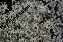 Wilde Möhre, Daucus carota, Apiaceae, Daucus carota ssp. carota, Wilde Möhre, fruchtend im Winter mit Reif Kauf von 00541_daucus_carota_dsc_3683.jpg
