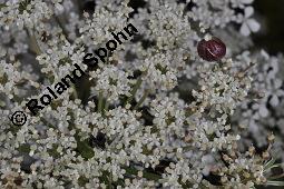 Wilde Möhre, Daucus carota, Apiaceae, Daucus carota ssp. carota, Wilde Möhre, fruchtend im Winter mit Reif Kauf von 00541_daucus_carota_dsc_3684.jpg