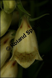 Großblütiger Fingerhut, Digitalis grandiflora, Scrophulariaceae, Digitalis grandiflora, Großeblütiger Fingerhut, Blühend Kauf von 00548digitalis_grandifloraimg_7798.jpg