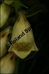 Grobltiger Fingerhut, Digitalis grandiflora, Scrophulariaceae, Digitalis grandiflora, Groebltiger Fingerhut, Blhend Kauf von 00548digitalis_grandifloraimg_7799.jpg