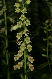 Gelber Fingerhut, Digitalis lutea, Scrophulariaceae, Digitalis lutea, Gelber Fingerhut, Blühend Kauf von 00550digitalis_luteaimg_7890.jpg